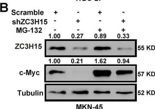 ZC3H15 stabilized c-Myc by mediating its ubiquitination degradation.A, B ZC3H15-knockdown HGC-27 and MKN-45 cells were treated with or without MG-132 for 8 h before harvesting. Western blot assays were performed to detect the protein expression of ZC3H15 and c-Myc. C, D The c-Myc turnover rate of ZC3H15-overexpression HGC-27 cells and MKN-45 cells was shown. Cells were treated with CHX (100 μg/ml) for the indicated times and then were harvested for western blot assays. E Transfected cells were treated with MG-132 for 8 h before harvesting. The ubiquitinated c-Myc proteins were pulled down with anti-HA antibody and immunoblotted with anti-c-Myc antibody. All data were expressed as mean +/- SD. Student’s t-test was performed to analyzed significance, *P < 0.05, **P < 0.01, ***P < 0.001. Image collected and cropped by CiteAb from the following open publication (//pubmed.ncbi.nlm.nih.gov/35064102), licensed under a CC-BY license. Not internally tested by Novus Biologicals.