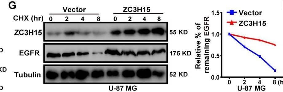 ZC3H15 activates the EGFR-mediated signaling pathway by increasing EGFR protein stability.A Western blot analysis was performed to detect the expression of EGFR signaling proteins (EGFR, p-EGFR, AKT, p-AKT) of GBM cells. B The inhibitory effect of EGFR inhibitor-erlotinib on the proliferation activity in control or ZC3H15 overexpression cells. C, D The inhibitory effect of EGFR inhibitor-erlotinib on the invasion and migration in control and ZC3H15 overexpression cells. The number of cells invaded and migrated were counted and analyzed. E Western blot analysis was performed to detect the protein expression of EGFR in the indicated cells. F Cells were treated with MG-132 for 8 h before harvesting to detect the protein level of EGFR in the indicated cells. G, H CHX treatment for time gradient (0 h, 2 h, 4 h, 8 h) with the ZC3H15 overexpression and control group. To determine whether ZC3H15 could stabilize EGFR. The gray value was calculated by ImageJ. I HA-tagged Ub plasmid and Flag-tagged ZC3H15 plasmid were co-transfected into the cells. The ubiquitinated EGFR proteins were pulled down with anti-HA antibody and immunoblotted with ant-EGFR antibody. All data were expressed as mean +/- SD. Student’s t test was performed to analyzed significance. *P < 0.05, **P < 0.01, ***P < 0.001. Image collected and cropped by CiteAb from the following open publication (//pubmed.ncbi.nlm.nih.gov/35027542), licensed under a CC-BY license. Not internally tested by Novus Biologicals.