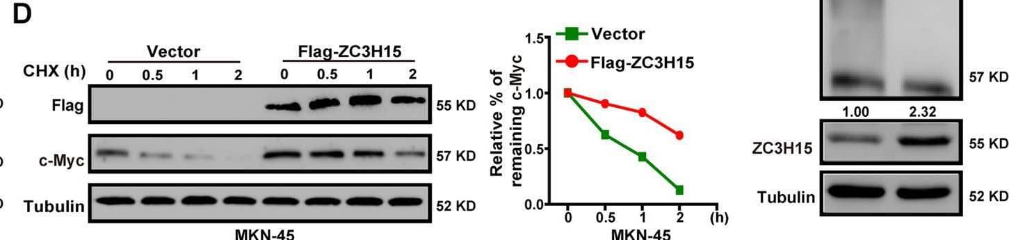 ZC3H15 stabilized c-Myc by mediating its ubiquitination degradation.A, B ZC3H15-knockdown HGC-27 and MKN-45 cells were treated with or without MG-132 for 8 h before harvesting. Western blot assays were performed to detect the protein expression of ZC3H15 and c-Myc. C, D The c-Myc turnover rate of ZC3H15-overexpression HGC-27 cells and MKN-45 cells was shown. Cells were treated with CHX (100 μg/ml) for the indicated times and then were harvested for western blot assays. E Transfected cells were treated with MG-132 for 8 h before harvesting. The ubiquitinated c-Myc proteins were pulled down with anti-HA antibody and immunoblotted with anti-c-Myc antibody. All data were expressed as mean +/- SD. Student’s t-test was performed to analyzed significance, *P < 0.05, **P < 0.01, ***P < 0.001. Image collected and cropped by CiteAb from the following open publication (//pubmed.ncbi.nlm.nih.gov/35064102), licensed under a CC-BY license. Not internally tested by Novus Biologicals.