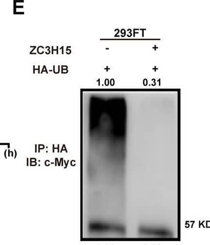 ZC3H15 stabilized c-Myc by mediating its ubiquitination degradation.A, B ZC3H15-knockdown HGC-27 and MKN-45 cells were treated with or without MG-132 for 8 h before harvesting. Western blot assays were performed to detect the protein expression of ZC3H15 and c-Myc. C, D The c-Myc turnover rate of ZC3H15-overexpression HGC-27 cells and MKN-45 cells was shown. Cells were treated with CHX (100 μg/ml) for the indicated times and then were harvested for western blot assays. E Transfected cells were treated with MG-132 for 8 h before harvesting. The ubiquitinated c-Myc proteins were pulled down with anti-HA antibody and immunoblotted with anti-c-Myc antibody. All data were expressed as mean +/- SD. Student’s t-test was performed to analyzed significance, *P < 0.05, **P < 0.01, ***P < 0.001. Image collected and cropped by CiteAb from the following open publication (//pubmed.ncbi.nlm.nih.gov/35064102), licensed under a CC-BY license. Not internally tested by Novus Biologicals.