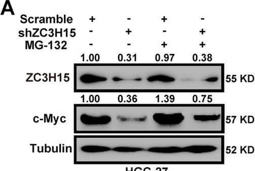 ZC3H15 stabilized c-Myc by mediating its ubiquitination degradation.A, B ZC3H15-knockdown HGC-27 and MKN-45 cells were treated with or without MG-132 for 8 h before harvesting. Western blot assays were performed to detect the protein expression of ZC3H15 and c-Myc. C, D The c-Myc turnover rate of ZC3H15-overexpression HGC-27 cells and MKN-45 cells was shown. Cells were treated with CHX (100 μg/ml) for the indicated times and then were harvested for western blot assays. E Transfected cells were treated with MG-132 for 8 h before harvesting. The ubiquitinated c-Myc proteins were pulled down with anti-HA antibody and immunoblotted with anti-c-Myc antibody. All data were expressed as mean +/- SD. Student’s t-test was performed to analyzed significance, *P < 0.05, **P < 0.01, ***P < 0.001. Image collected and cropped by CiteAb from the following open publication (//pubmed.ncbi.nlm.nih.gov/35064102), licensed under a CC-BY license. Not internally tested by Novus Biologicals.