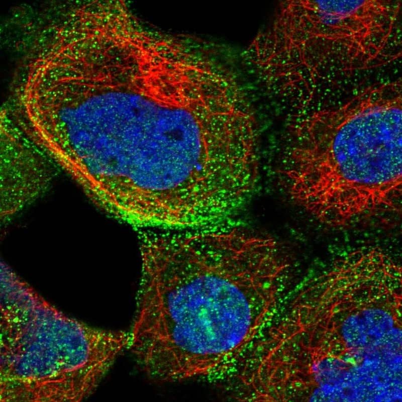 Immunocytochemistry/ Immunofluorescence XRCC6BP1 Antibody - BSA Free