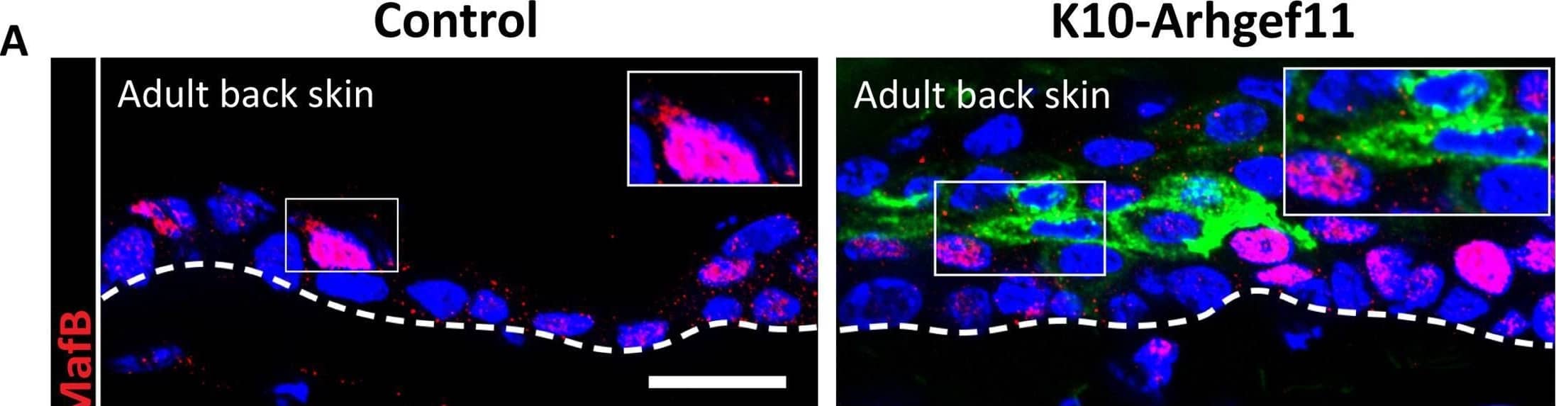 Increased contractility in spinous cells of adult epidermis induces some granular markers in adult epidermis.(A and B) Immunofluorescence staining of MafB in back skin (A) or glabrous skin (B) in red, and suprabasal cells expressing Arhgef11CA marked by HA (green) in adult K10-Arhgef11 and controls. Mice were fed with doxycycline since adulthood. Insets show close-ups of HA+ cells in suprabasal layers adjacent to basal cells. Scale bars: 20 μm. (C and D) Immunofluorescence staining of Tgm1 in back skin (C) or glabrous skin (D) in red, and suprabasal cells expressing Arhgef11CA marked by HA (green) in adult K10-Arhgef11 and controls. Insets show close-ups of HA+ cells in suprabasal layers adjacent to basal cells. Mice were fed with doxycycline since adulthood. Scale bars: 20 μm. Image collected and cropped by CiteAb from the following open publication (//pubmed.ncbi.nlm.nih.gov/40772711), licensed under a CC-BY license. Not internally tested by Novus Biologicals.