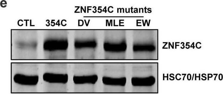 The conserved amino acid sequence MLE within the KRAB domain of ZNF354C mediates transcriptional repression. (a) Schematic of the ZNF354C protein architecture with its KRAB domain and 11 C2H2 Zinc fingers. Amino acids within the KRAB domain as targets for site-directed mutagenesis are indicated. Numbers below the protein indicate the amino acid position. (b) Alignment of KRAB sequences of various ZNF proteins with ZNF354C as a reference. The numbers within the protein names indicate the amino acid positions within the respective protein. The underlined (blue) and red amino acids were subjected to site-directed mutagenesis. (c) Alignment of the human ZNF354C KRAB sequence with other mammalian ZNF354C homologues. The numbers within the protein names indicate the amino acid positions within the respective protein. The underlined (blue) and red amino acids were subjected to site-directed mutagenesis. (d, e) RT-qPCR (d) and western blot (e) of ZNF354C after overexpression of pCMV6-ZNF354C (354C) or the individual mutants DV (DV → AA), MLE (MLE → KKK) or EW (EW → AA). pCMV6-Entry served as negative control (CTL). Data in d is normalised to b-actin. n = 9. Data are mean +/- SEM. Paired t-test; *P < 0.05. In e, antibodies against ZNF354C and HSC70/HSP70 are shown. (f) RT-qPCR of RGS5, PATL2, HAP1, NRAV and HERC5 after overexpression of pCMV6-ZNF354C (WT, dotted line, set as 1) or the individual mutants DV (DV → AA), MLE (MLE → KKK) or EW (EW → AA). Data is normalised to b-actin. n = 3. Data are mean +/- SEM. Paired t-test; *P < 0.05. Image collected and cropped by CiteAb from the following open publication (//pubmed.ncbi.nlm.nih.gov/33154469), licensed under a CC-BY license. Not internally tested by Novus Biologicals.