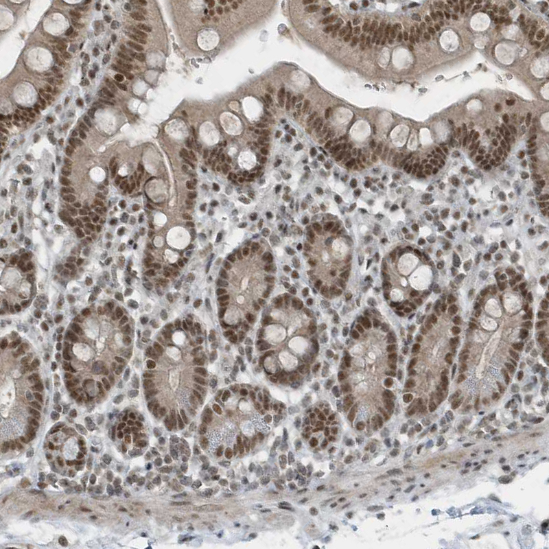 Staining of human duodenum shows moderate nuclear positivity in glandular cells.
