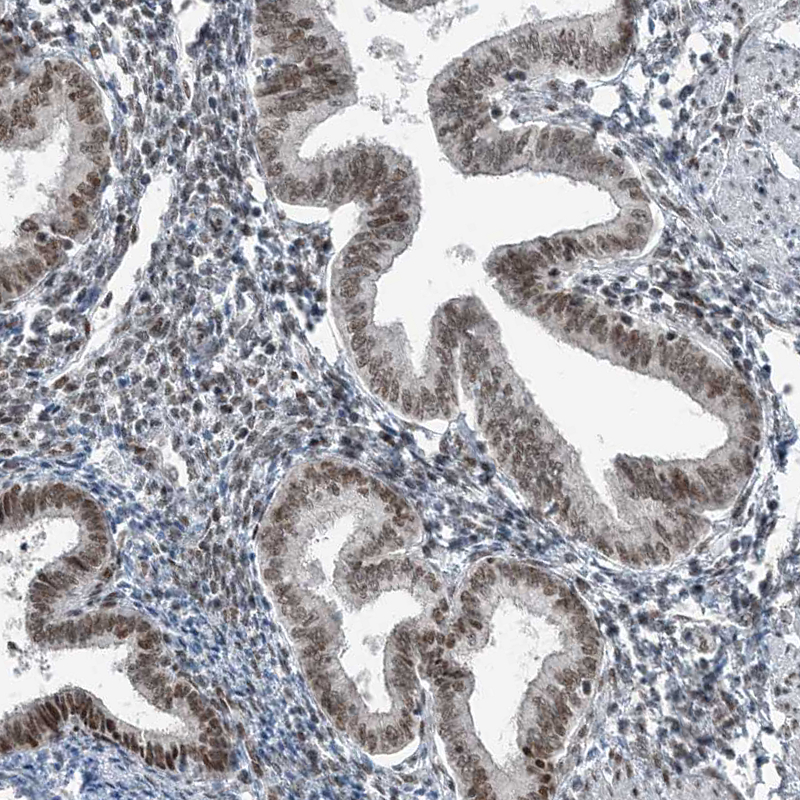 Staining of human endometrium shows moderate nuclear positivity in glandular cells.