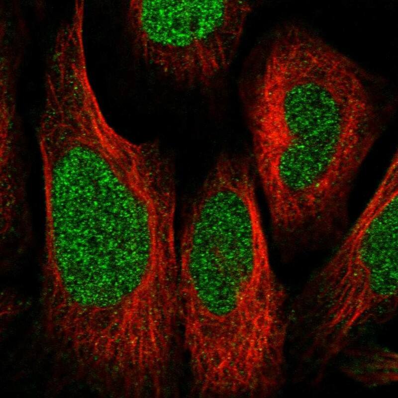 Staining of human cell line U-2 OS shows localization to nucleoplasm.