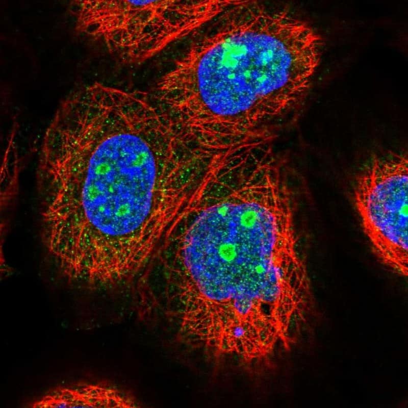 Immunocytochemistry/ Immunofluorescence EFCAB7 Antibody - BSA Free