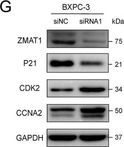 Western Blot ZMAT1 Antibody - BSA Free