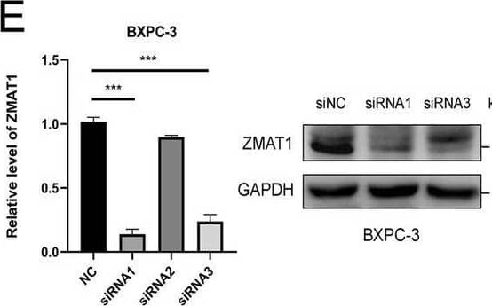 Western Blot ZMAT1 Antibody - BSA Free