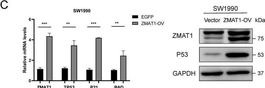 Western Blot ZMAT1 Antibody - BSA Free