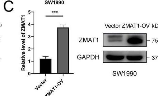 Western Blot ZMAT1 Antibody - BSA Free