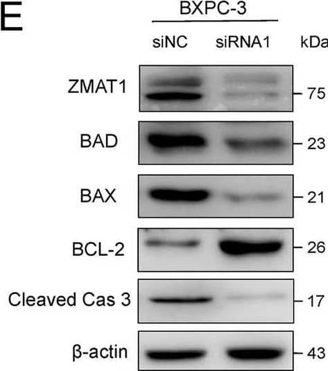 Western Blot ZMAT1 Antibody - BSA Free