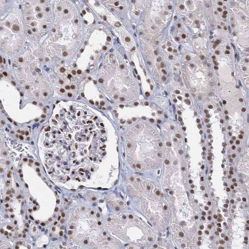 Staining of human kidney shows moderate to strong nuclear positivity in glomeruli and cells in tubules.