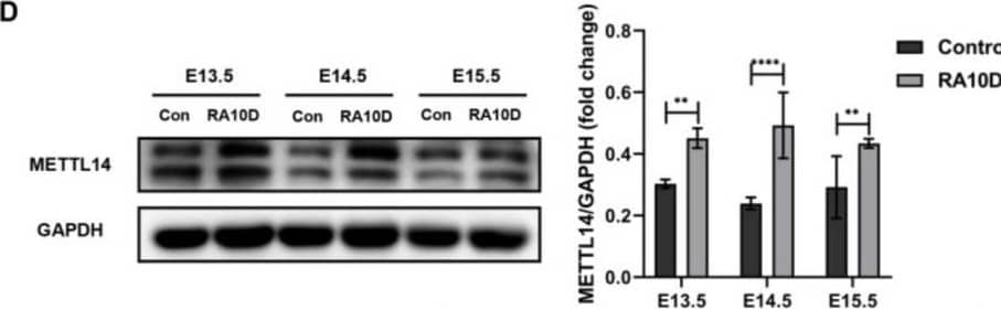 Increased m6A level and expression of METTL14 in embryonic palatal mesenchyme were associated with cleft palate. (A) Dot blot was used to detect the m6A modification level of RNA in the palatal mesenchyme of embryonic mice in the control group, RA10D group, and RA12D group. (B) qRT-PCR detection of the expression of m6A methylation modification enzymes in the palatal mesenchyme of embryonic mice in the control group and RA10D group. (C) qRT-PCR detection of METTL14 and WTAP mRNA expression and changes in the palatal mesenchyme of the control group and RA10D group on days E13.5–E15.5. (D) Western blot detection of METTL14 expression in the palatal mesenchyme of embryonic mice in the control group and RA10D group. (E,F) Immunofluorescence detection and semi-quantitative analysis of METTL14 expression in the palatal mesenchyme of embryonic mice in the control group and RA10D group from E13.5 to E15.5 days (green: METTL14, blue: DAPI) (10× magnification). n.s is considered not statistically significant, ** means p < 0.01, *** means p < 0.001, **** means p < 0.0001. Image collected and cropped by CiteAb from the following open publication (//www.mdpi.com/1422-0067/25/8/4538), licensed under a CC-BY license. Not internally tested by Novus Biologicals.