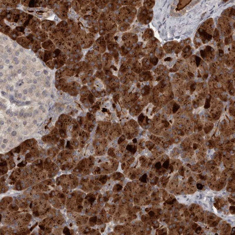 Staining of human pancreas shows strong cytoplasmic positivity in exocrine glandular cells.