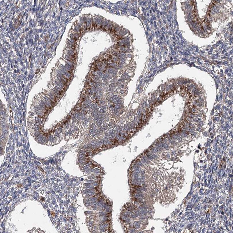 Staining of human endometrium shows moderate cytoplasmic positivity in glandular cells.