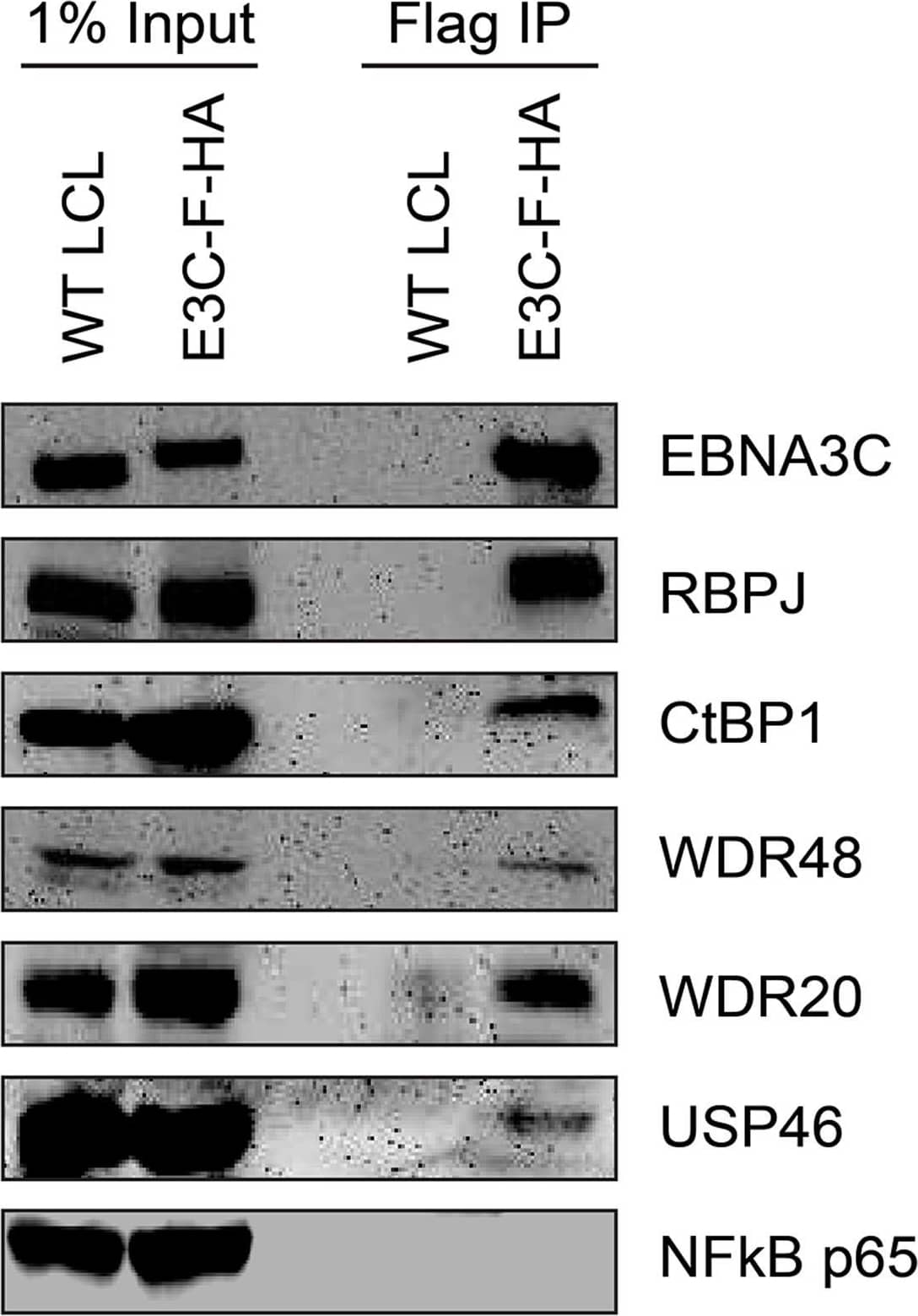 Western Blot: UAF1/WDR48 Antibody [NBP1-81404] - EBNA3C associates with the WDR48/USP46 complex in EBNA3C-F-HA LCLs.Immunoprecipitation assay using Flag agarose to retrieve protein complexes from EBNA3C-F-HA LCLs (E3C-F-HA) is compared to flag immunoprecipiates from untagged wildtype (WT) LCLs. One percent of total cell lysate (Input) or immunoprepicitated specimens using Flag agarose (Flag IP) were separated by SDS PAGE & probed using antibodies to EBNA3C, RBPJ, CtBP1, WDR48, WDR20, USP46, or NF-kB p65. Image collected & cropped by CiteAb from the following publication (//dx.plos.org/10.1371/journal.ppat.1004822), licensed under a CC-BY license. Not internally tested by Novus Biologicals.