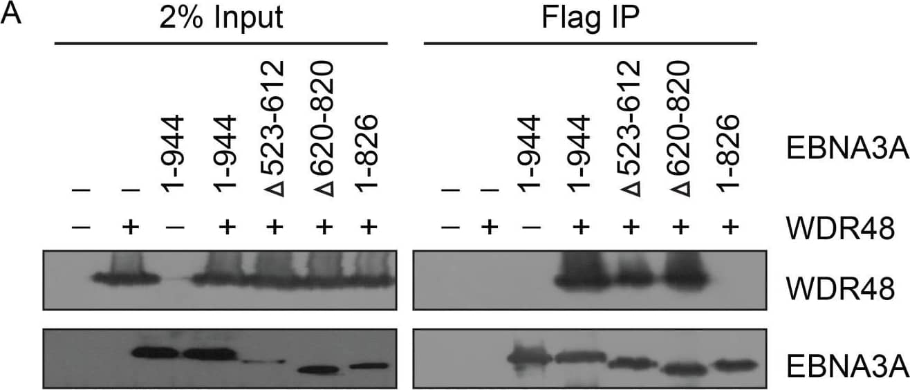 Western Blot: UAF1/WDR48 Antibody [NBP1-81404] - Identification of EBNA3A & EBNA3C domains that mediate WDR48 association.Immunoprecipitation assays to map WDR48 binding regions within EBNA3A (A) & EBNA3C (B). 293T cells were co-transfected with Xpress tagged WDR48 & flag tagged full length EBNA3A, EBNA3C, or the indicated EBNA3A or EBNA3C deletion mutants. Cell lysates were immunoprecipitated with Flag agarose, separated by SDS PAGE, & probed for WDR48 (anti-Xpress) & EBNA3 proteins (anti-Flag). (C) Comparison of WDR48 binding results (from B) with previously published RBPJ binding results & LCL growth phenotype for each EBNA3C mutant [21]. Image collected & cropped by CiteAb from the following publication (//dx.plos.org/10.1371/journal.ppat.1004822), licensed under a CC-BY license. Not internally tested by Novus Biologicals.