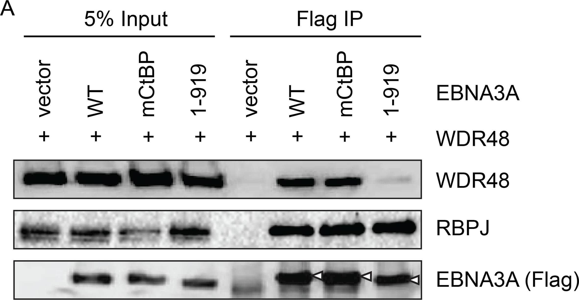 Western Blot: UAF1/WDR48 Antibody [NBP1-81404] - Deletion of EBNA3A residues 920–944 disrupts WDR48 binding without affecting CtBP1 association.Co-immunoprecipitation assay to assess binding of EBNA3A mutants to WDR48 (A) & CtBP1 (B). For these assays, flag tagged full length EBNA3A (1–944), an EBNA3A CtBP1 binding mutant (mCtBP), an EBNA3A mutant lacking the C-terminal 25 residues (1–919), or vector control (pSG5) was co-transfected with Xpress-WDR48 or HA-CtBP1. Lysates were immunoprecipitated with Flag agarose (A) or HA agarose (B), separated by SDS PAGE, & probed with WDR48, RBPJ, flag, EBNA3A & HA antibodies. Image collected & cropped by CiteAb from the following publication (//dx.plos.org/10.1371/journal.ppat.1004822), licensed under a CC-BY license. Not internally tested by Novus Biologicals.