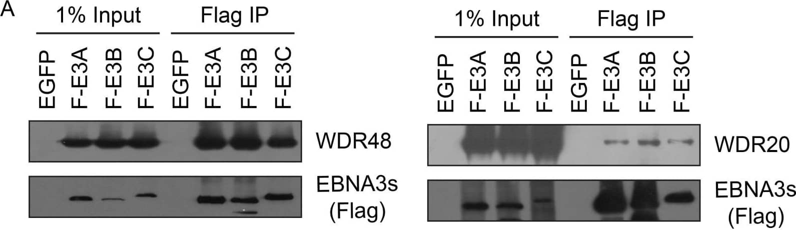 Western Blot: UAF1/WDR48 Antibody [NBP1-81404] - EBNA3 proteins preferentially bind the WDR48 subunit of the USP46 DUB complex.(A) Immunoprecipitation assay in 293T cells demonstrating association of flag tagged EBNA3 proteins (F-E3A, F-E3B, & F-E3C) with WDR48 (left) & WDR20 (right). (B) Immunoprecipitation assay demonstrating WDR48 cotransfection enhanced USP46 association with EBNA3s (right panel, compare lanes 3–5 with 8–10). Epitope tagged BNRF1 (F-HA-BNRF1), an EBV protein of approximately the same size as the EBNA3 is included as an additional negative control. One percent (panel A) or two percent (panel B) of the input are shown for comparison. Image collected & cropped by CiteAb from the following publication (//dx.plos.org/10.1371/journal.ppat.1004822), licensed under a CC-BY license. Not internally tested by Novus Biologicals.