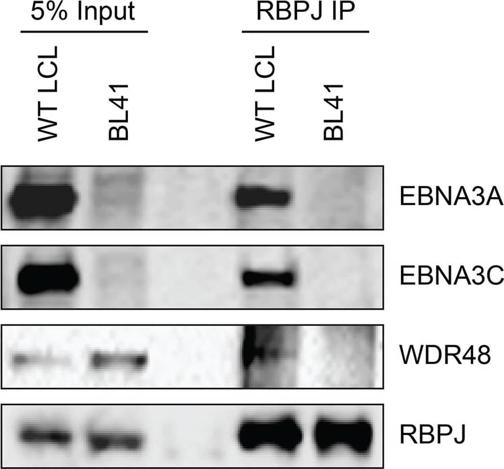 Western Blot: UAF1/WDR48 Antibody [NBP1-81404] - WDR48 coimmunoprecipitates with RBPJ in EBV infected cells.Co-immunoprecipitation assays comparing the association of RBPJ with WDR48 in LCLs with that observed in EBV negative BL41 cells. Cell lysates were immunoprecipitated with polyclonal RBPJ sera, separated by SDS PAGE, & probed for EBNA3A, EBNA3C, WDR48, & RBPJ (as indicated). Image collected & cropped by CiteAb from the following publication (//dx.plos.org/10.1371/journal.ppat.1004822), licensed under a CC-BY license. Not internally tested by Novus Biologicals.