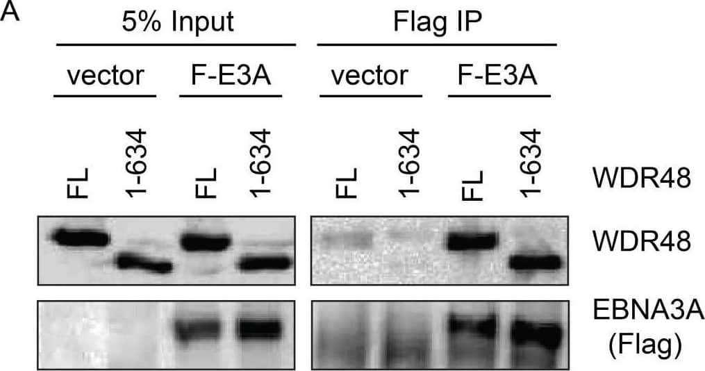 Western Blot: UAF1/WDR48 Antibody [NBP1-81404] - WDR48 SLD2 mediates binding to EBNA3B & EBNA3C, but is not required for EBNA3A binding.Immunoprecipitation assays were performed to assess effect of deleting the WDR48 SUMO-like domains (SLDs) on EBNA3 binding. (A) 293T cells were co-transfected with vector control, Xpress tagged full length WDR48 (FL) or a deletion mutant lacking the SLD2 domain (WDR48 1–634) & flag tagged EBNA3A 1–944 (F-E3A), EBNA3B 394–938 (F-E3B) or EBNA3C 365–545 (F-E3C). Cell lysates were immunoprecipitated with Flag agarose, separated by SDS PAGE, & probed with WDR48 or Flag antibody. (B) Immunoprecipitation assay to determine effect of deleting SLD1/2 on WDR48 binding to EBNA3A. Assays were performed as describe above with co-transfection of EBNA3A WT & either full length WDR48 (FL), WDR48 1–535, or WDR48 1–430 (which lacks both SLD1 & SLD2). Image collected & cropped by CiteAb from the following publication (//dx.plos.org/10.1371/journal.ppat.1004822), licensed under a CC-BY license. Not internally tested by Novus Biologicals.