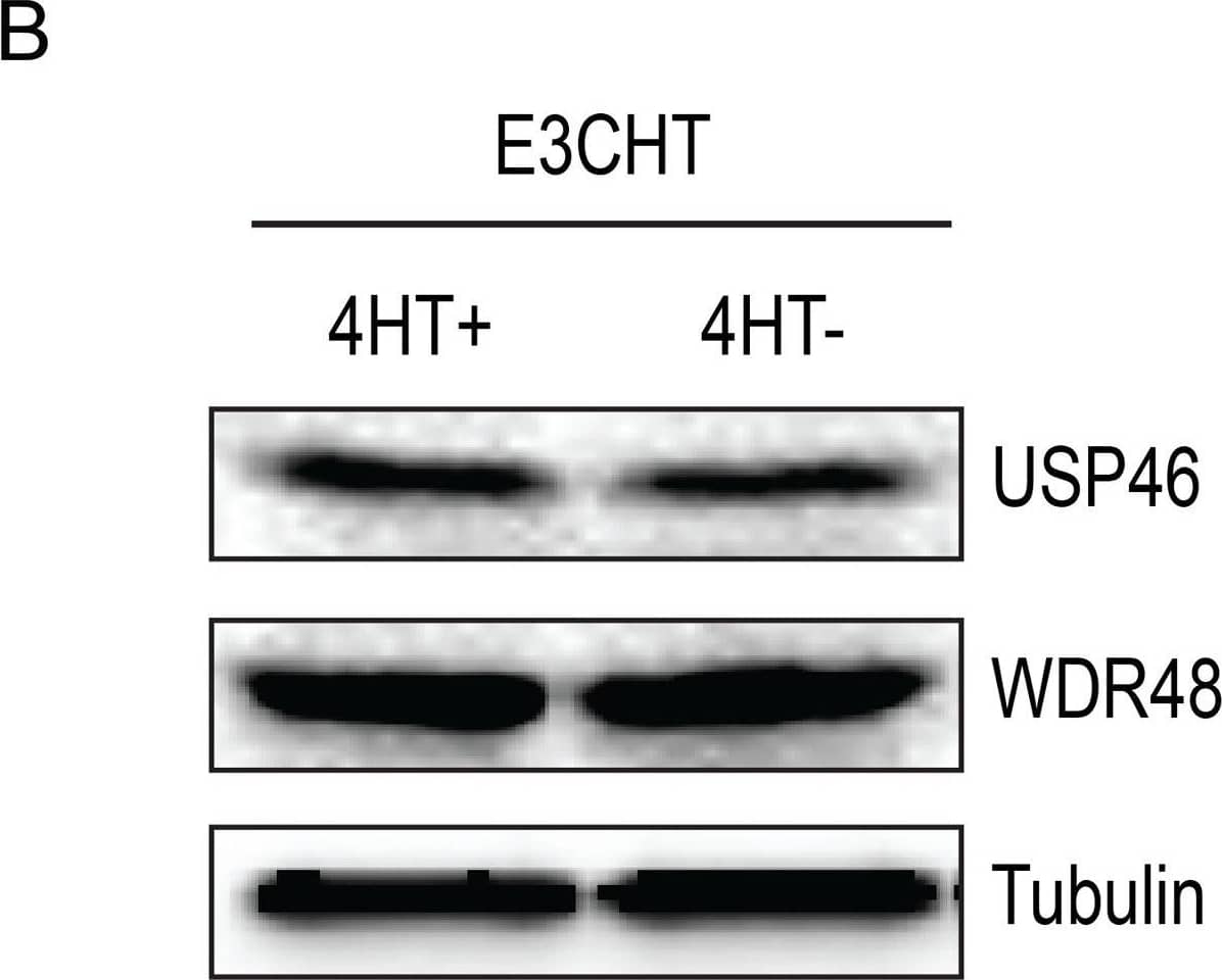 Western Blot: UAF1/WDR48 Antibody [NBP1-81404] - ChIP assay for WDR48 at the p14ARF promoter.Chromatin immunoprecipitation (ChIP) assays were performed using antibodies for WDR48 (A) from EBNA3C-HT LCLs that were grown in the presence of 4HT (dark gray) or after 14 days of growth in the absence of 4HT (light gray). Amount of genomic DNA was measured by real time PCR using primers specific to the EBNA3C binding site in the p14ARF promoters or sites near the EIF2AK3 & PPIA genes which bind cell transcription factors but not EBNA3C. The bar graph represents the amount of DNA precipitated relative to the amount of DNA in the corresponding input sample. The experiment shown is representative of four independent experiments & error bars indicating standard error of the mean within this experiment. Asterisk denotes that the difference in ChIP signal seen at the p14ARF promoter is statistically significant (p = 0.01). (B) Western blot for USP46, WDR48, & tubulin levels in whole cell lysates from EBNA3CHT LCLs grown in the presence of 4HT or after 14 days of growth in the absence of 4HT. Image collected & cropped by CiteAb from the following publication (//dx.plos.org/10.1371/journal.ppat.1004822), licensed under a CC-BY license. Not internally tested by Novus Biologicals.