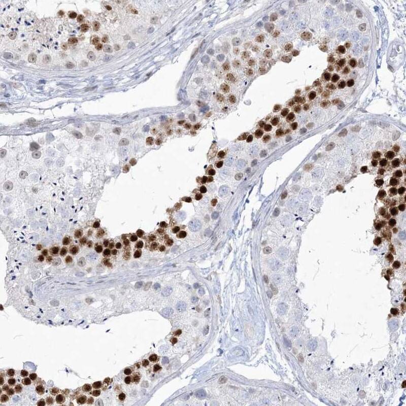 <b>Independent Antibodies Validation. </b>Staining of human testis shows strong nuclear positivity in a subset of cells in seminiferus ducts.
