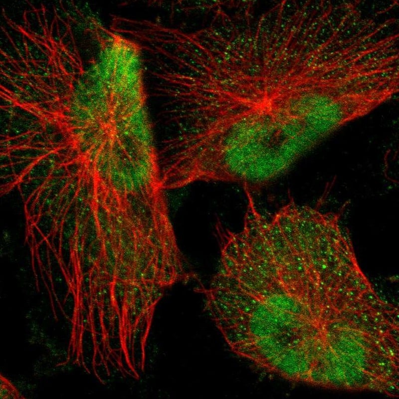 Staining of human cell line U-251 MG shows localization to nucleoplasm.