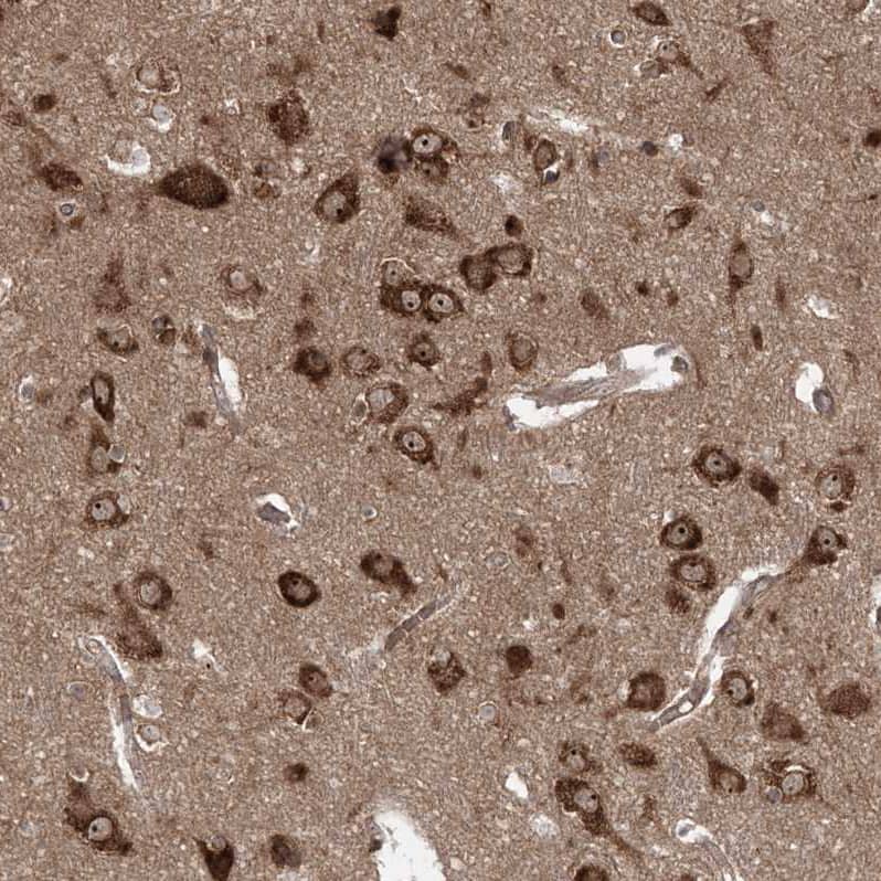 Immunohistochemistry-Paraffin SERINC1 Antibody - BSA Free