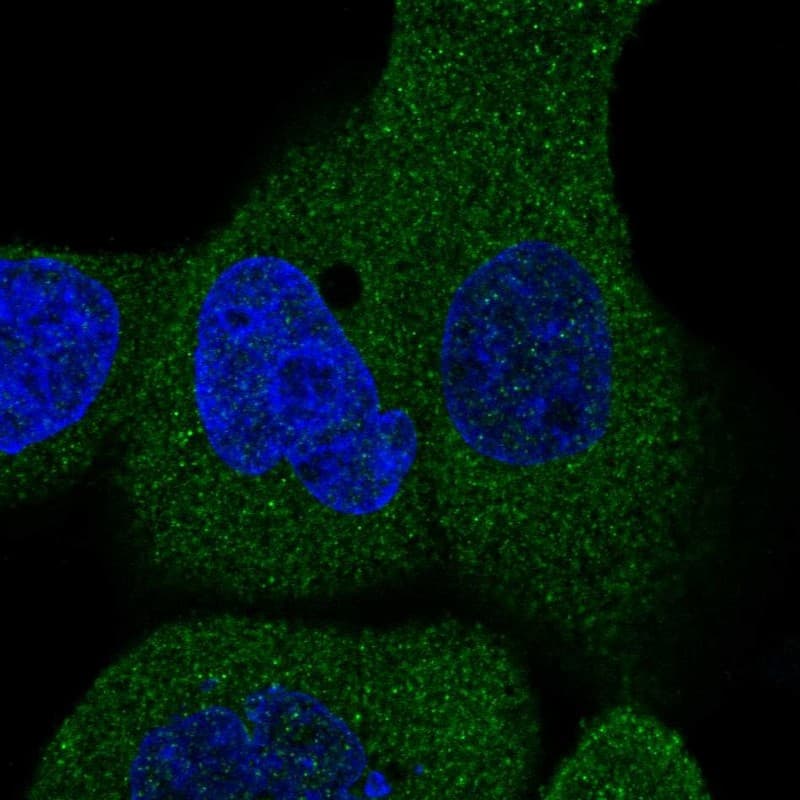 Immunocytochemistry/ Immunofluorescence FAM40B Antibody - BSA Free