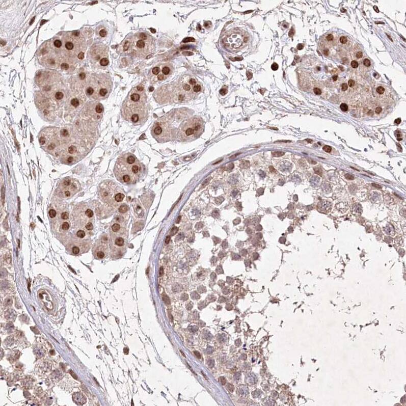 Staining of human testis shows strong nuclear positivity in Leydig cells.