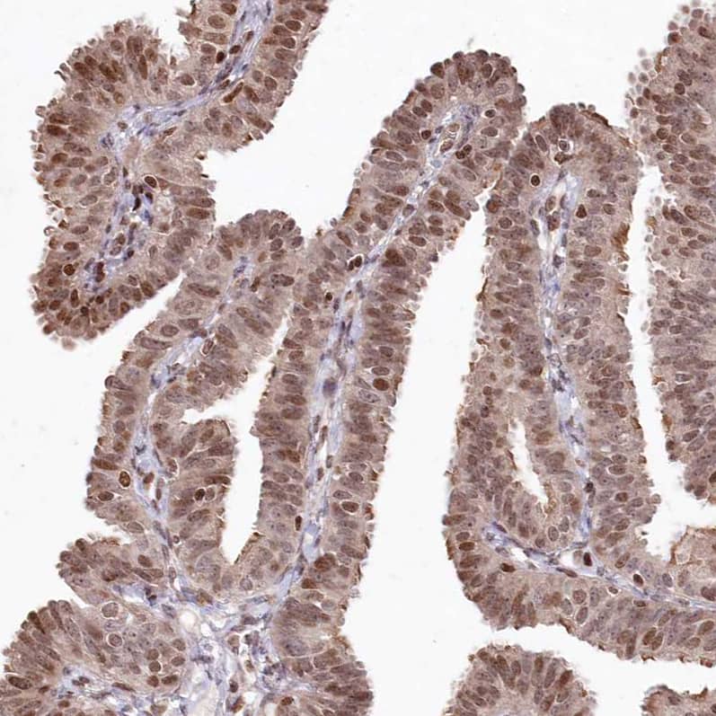 Staining of human Fallopian tube shows strong nuclear positivity in glandular cells.