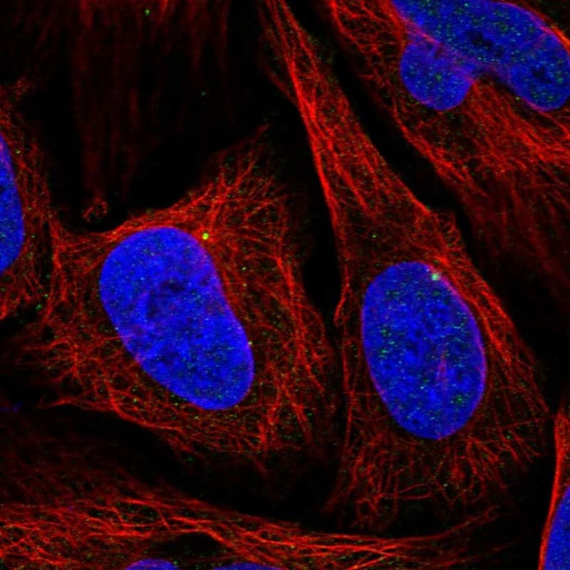 Staining of human cell line U-2 OS shows localization to centrosome.