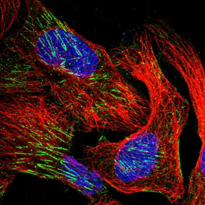 Immunocytochemistry/ Immunofluorescence WDR47 Antibody - BSA Free