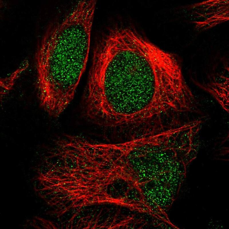 Staining of human cell line U-2 OS shows localization to nucleus.