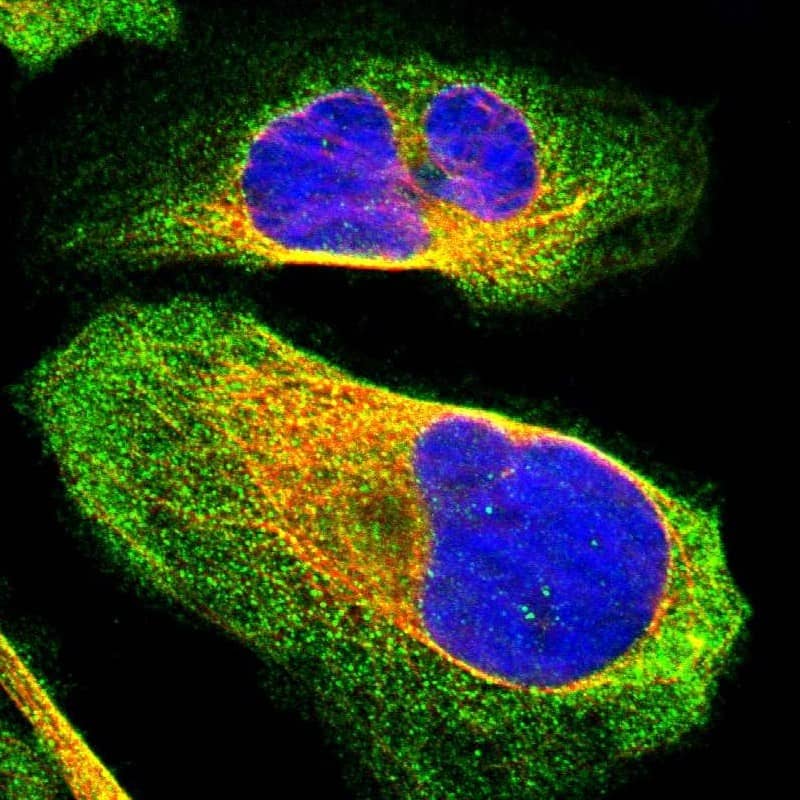 Staining of human cell line U-2 OS shows localization to plasma membrane & cytosol.