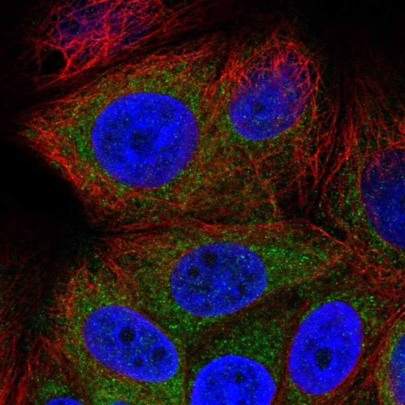 Staining of human cell line MCF7 shows localization to mitochondria.