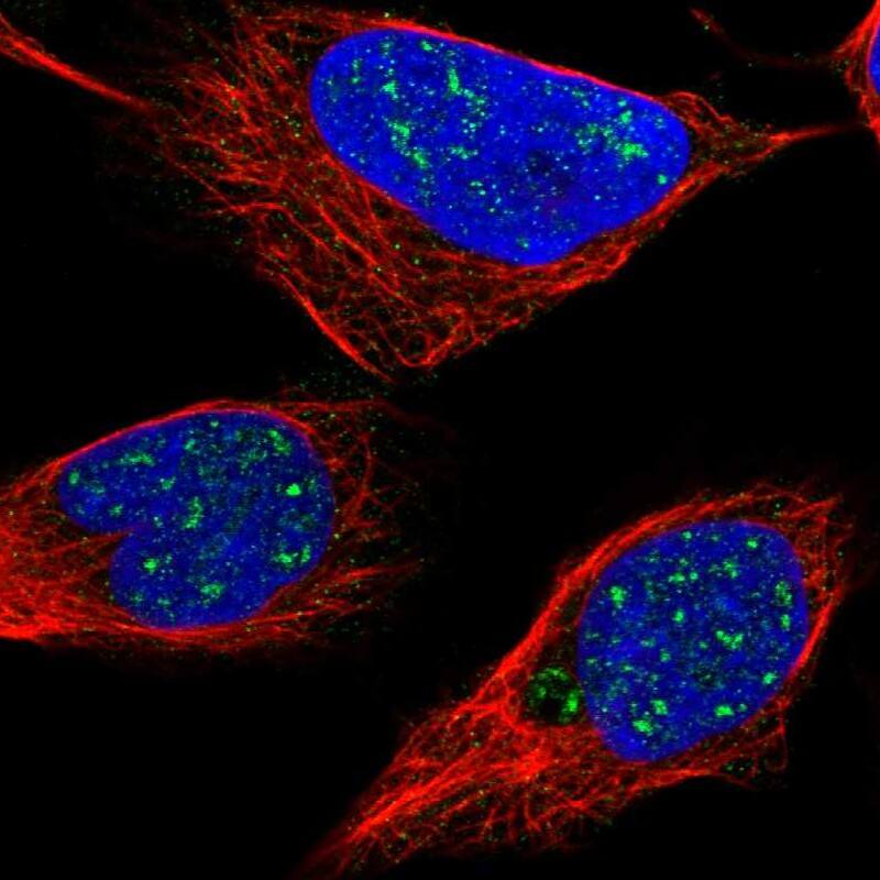 Staining of human cell line U-2 OS shows localization to nuclear speckles.