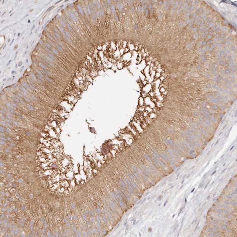 Staining of human epididymis shows moderate positivity in cilia in glandular cells.