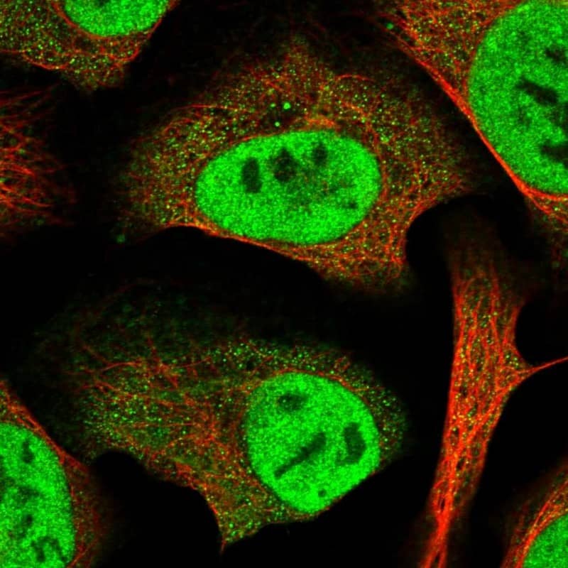 Staining of human cell line U-2 OS shows localization to nucleoplasm & cytosol.