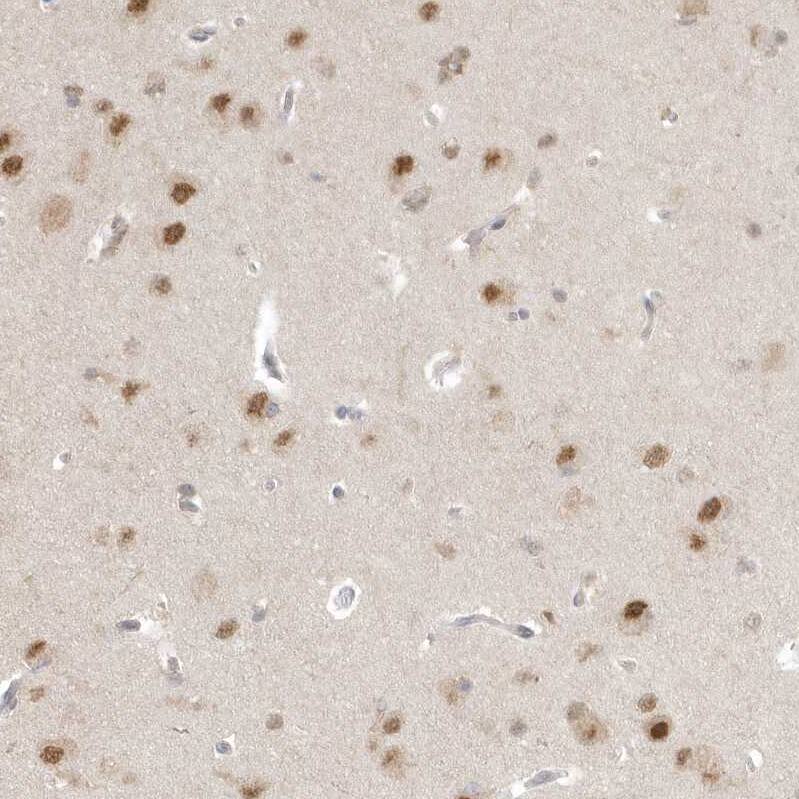 Staining of human cerebral cortex shows moderate nuclear positivity in neurons.