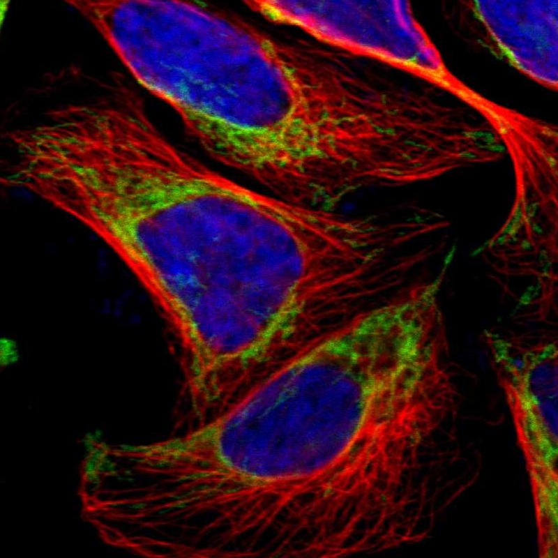Staining of human cell line U-2 OS shows localization to mitochondria.