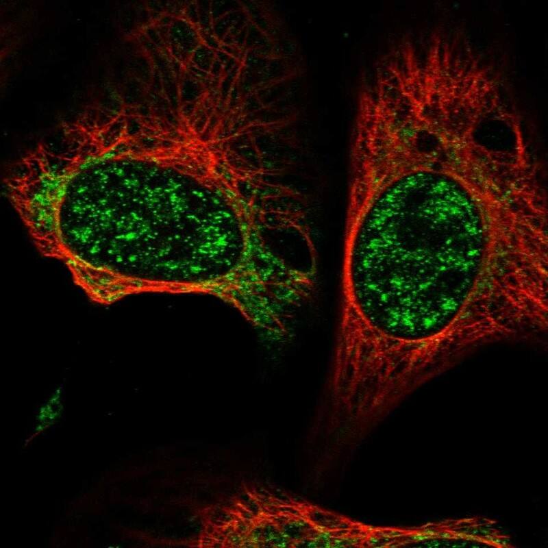Staining of human cell line U-2 OS shows localization to nuclear speckles & mitochondria.