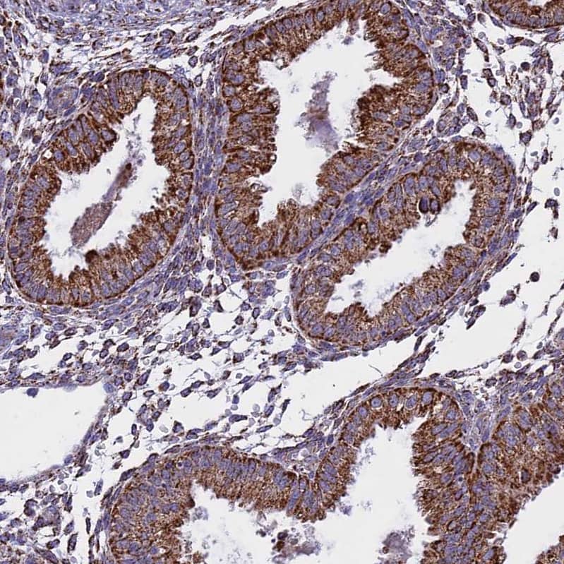 Staining of human endometrium shows strong membranous-cytoplasmic positivity in glandular cells.