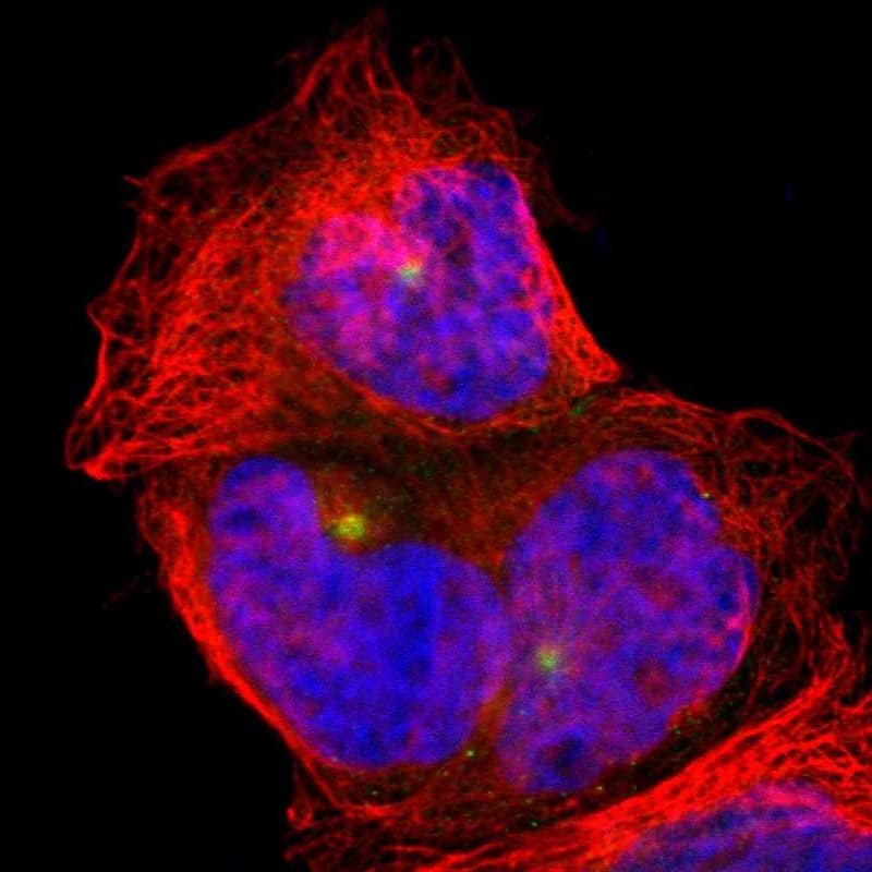 Staining of human cell line A-431 shows localization to microtubule organizing center.