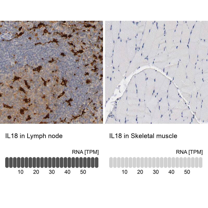 Analysis in human lymph node and skeletal muscle tissues. Corresponding RNA-seq data are presented for the same tissues.