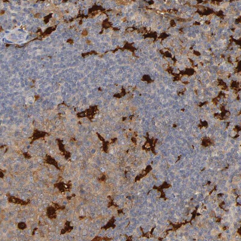 Staining of human lymph node shows positivity in lymphoid cells.