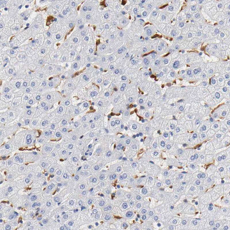Staining of human liver shows moderate positivity in Kupffer cells.